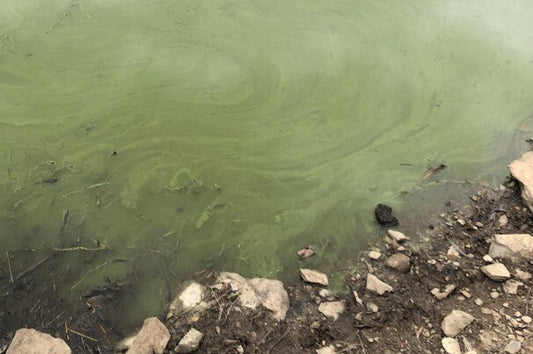 CONTROL ALGAE IN YOUR DAM