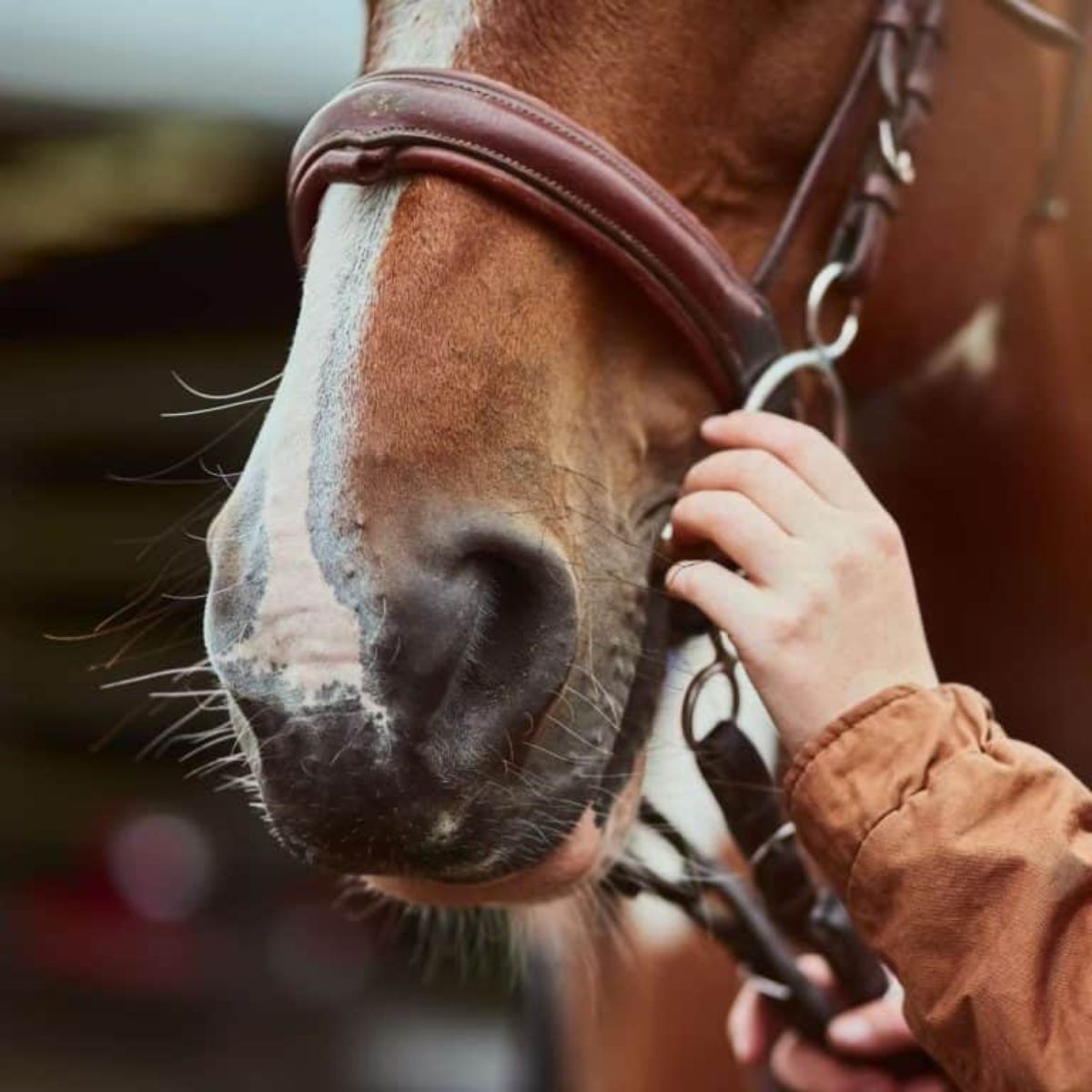 Equine