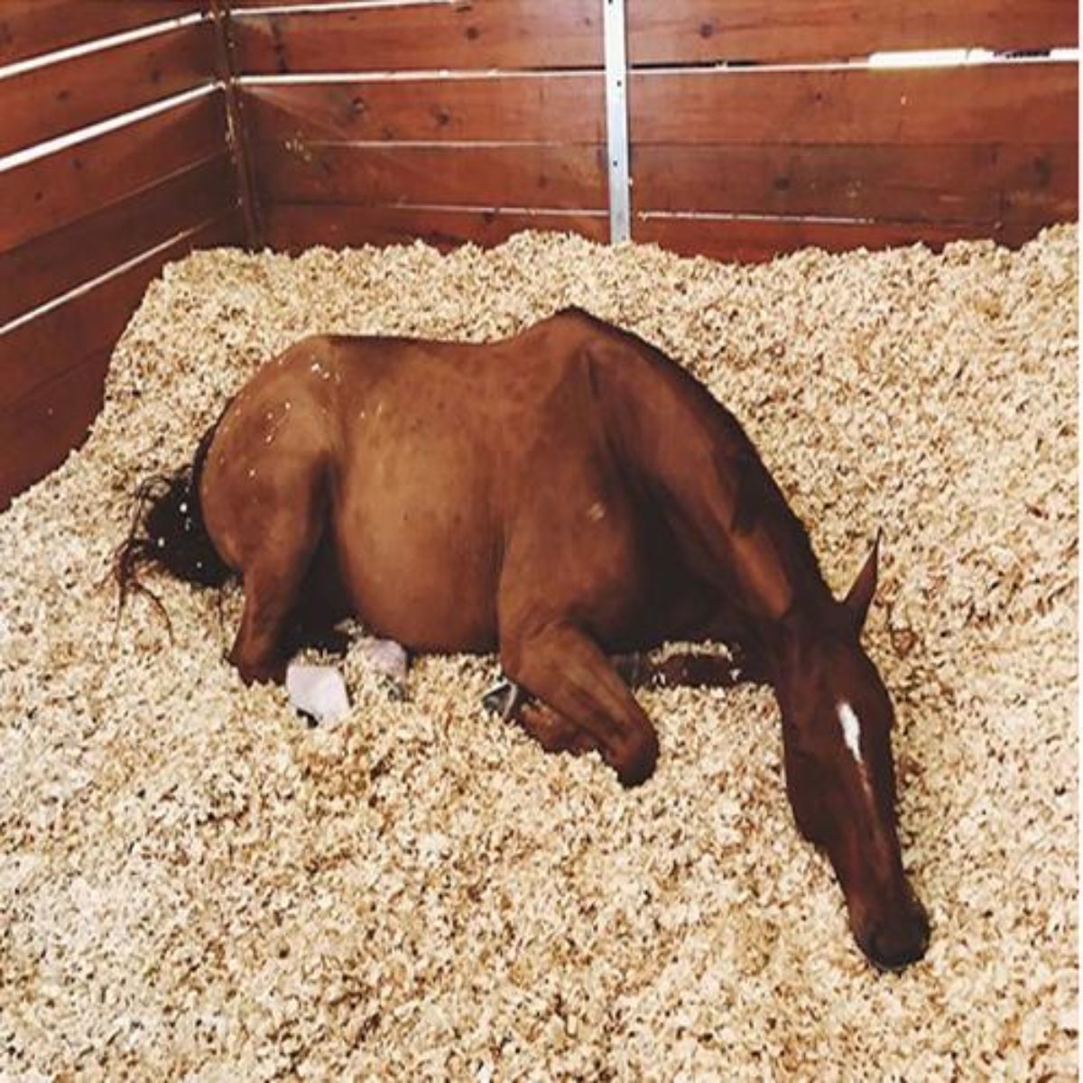 Animal Bedding