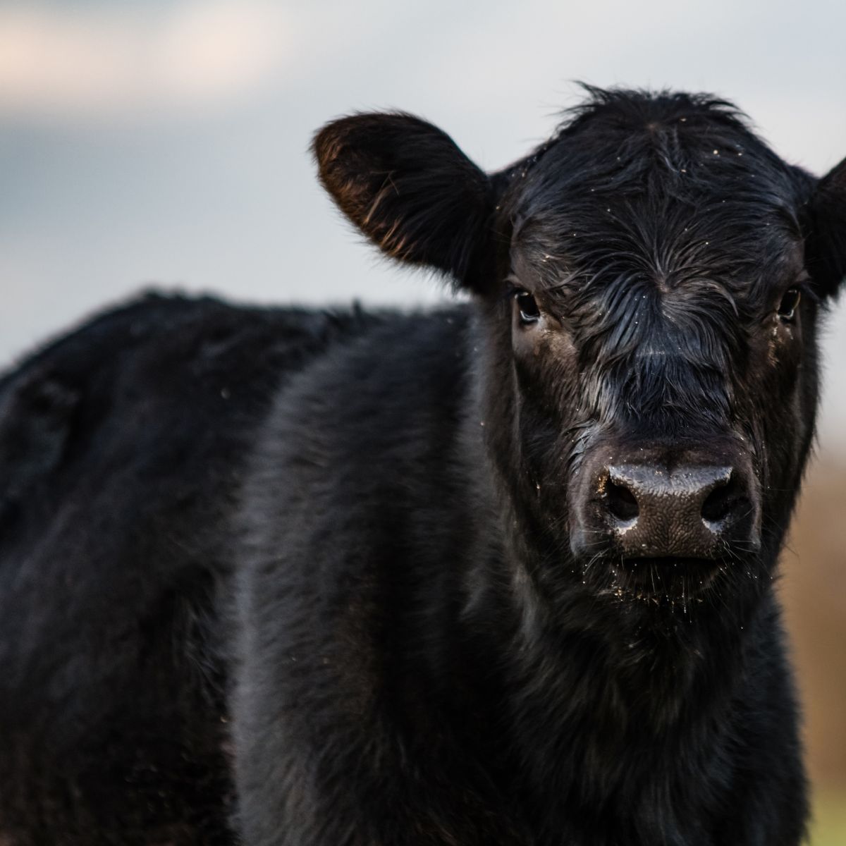 Animal Health Treatments