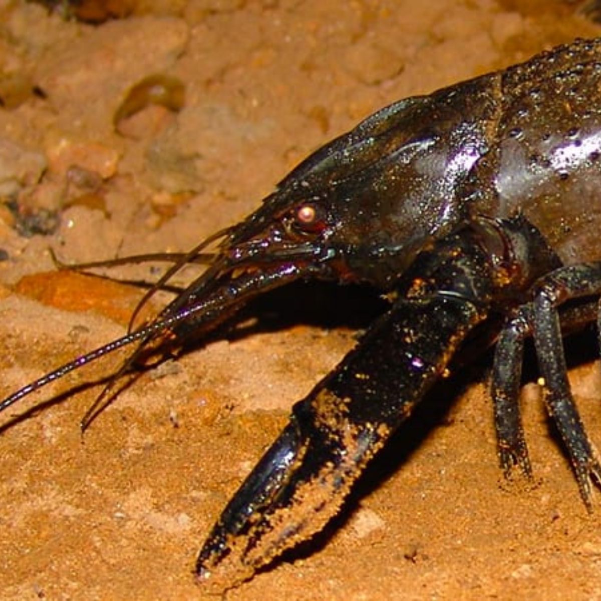 Aquaculture Feed