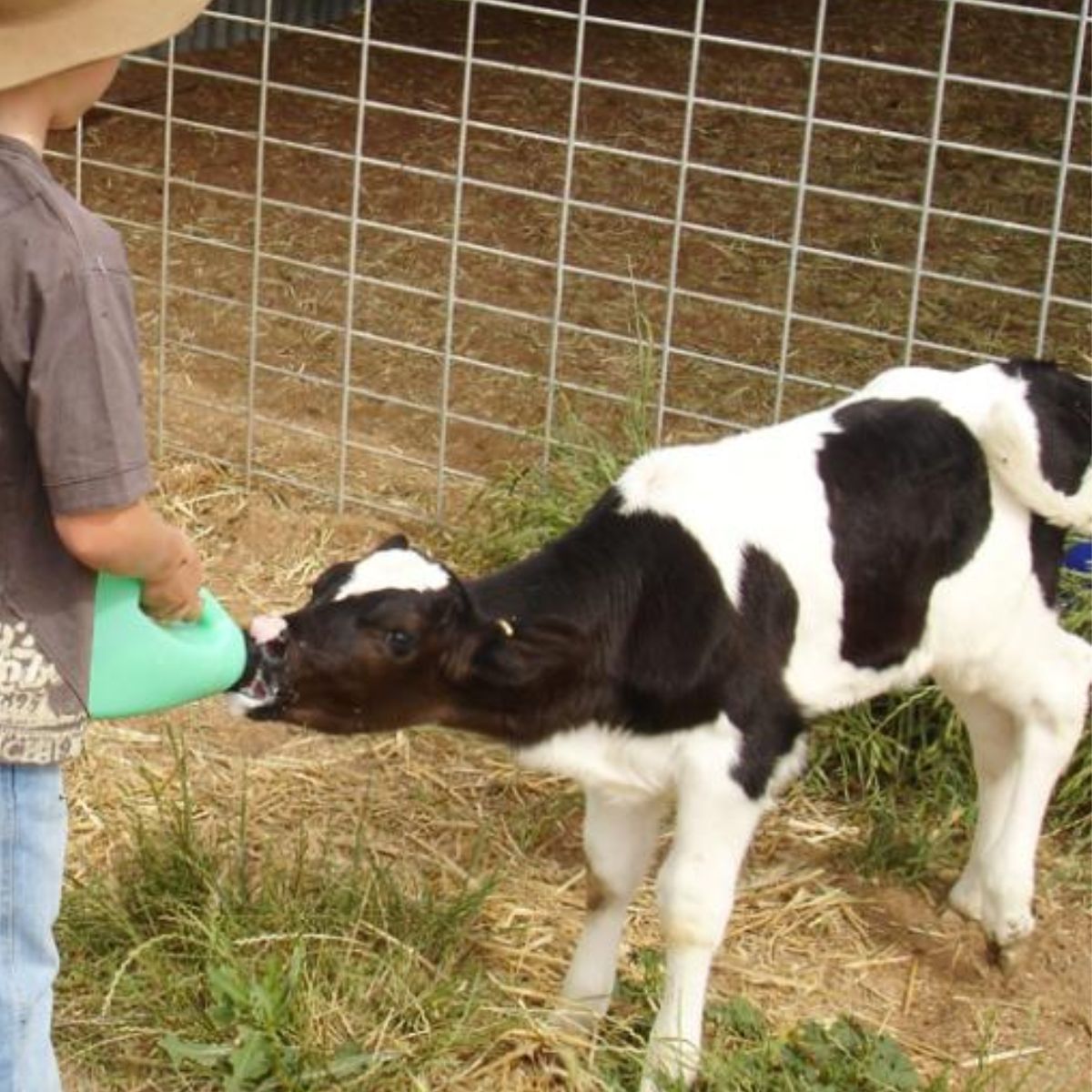Calf & Lamb Feeding Equipment