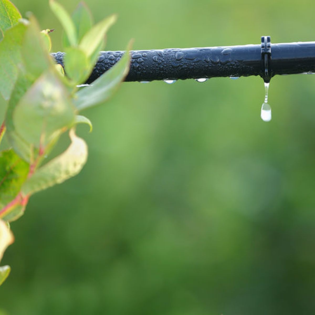 Drip Irrigation