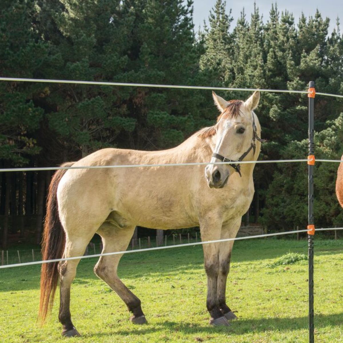 Equine Fencing