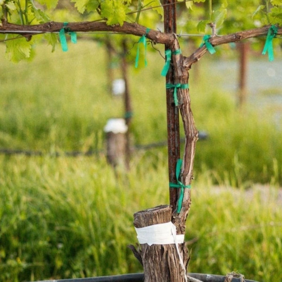 Grafting & Propagation