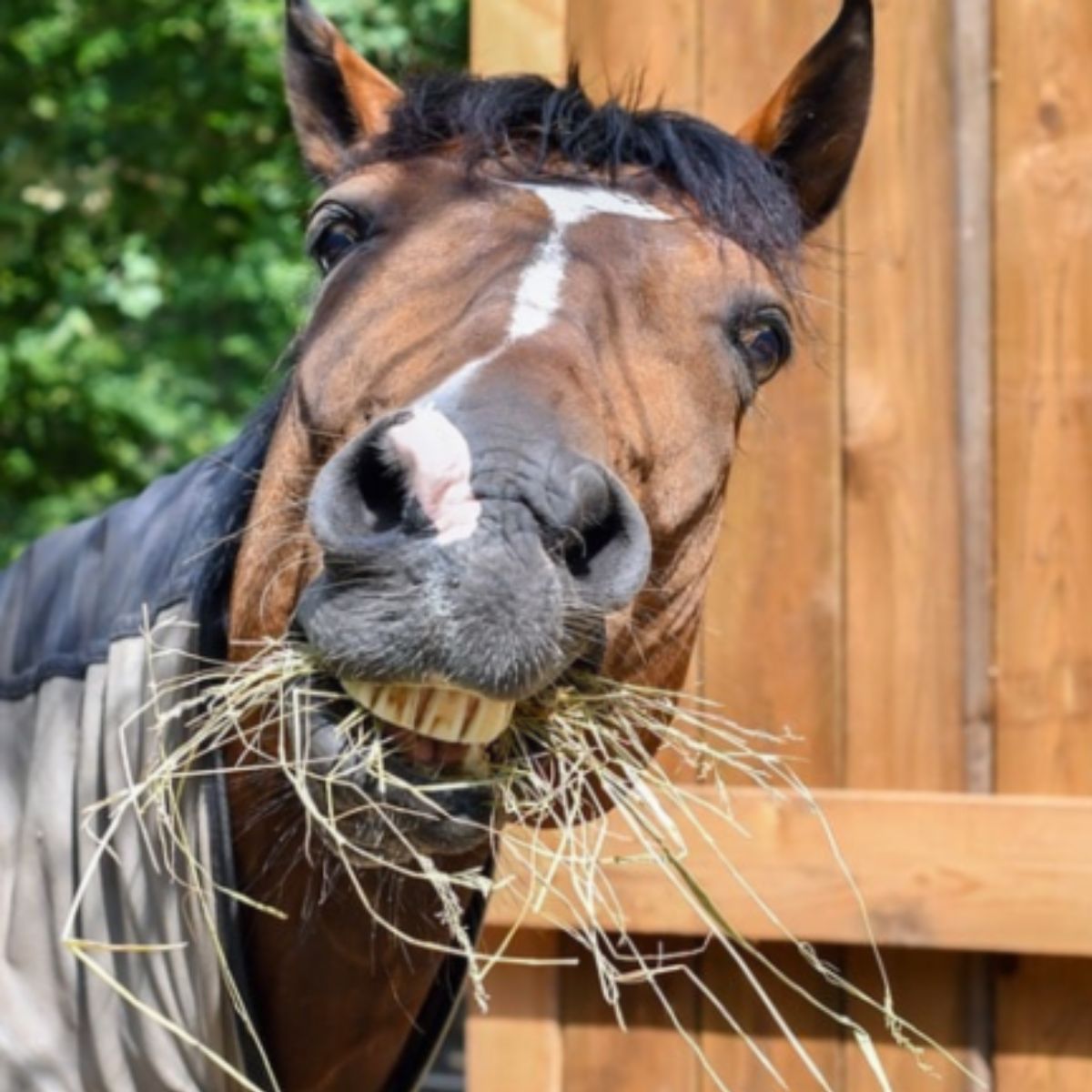Hay & Chaff