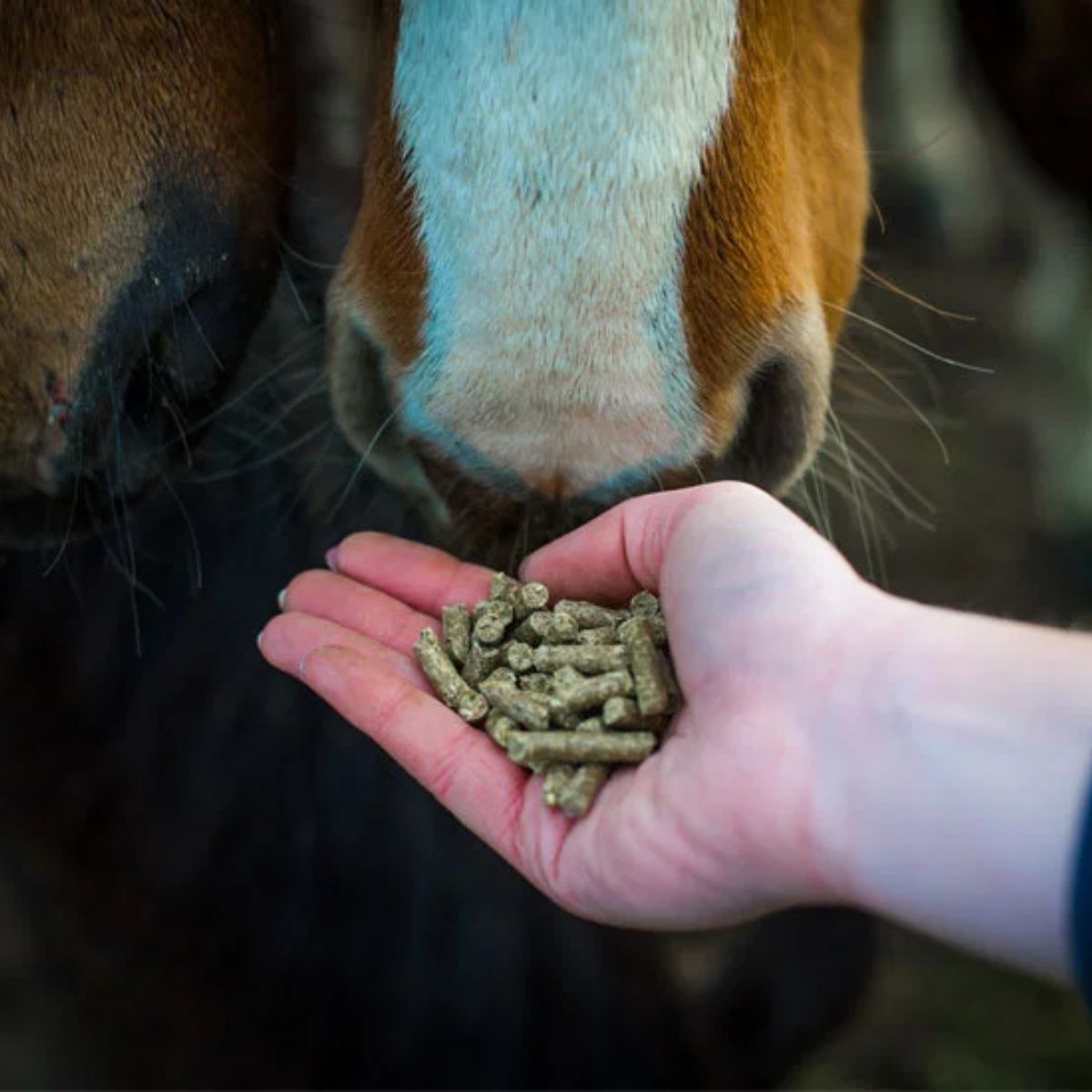 Horse Feed
