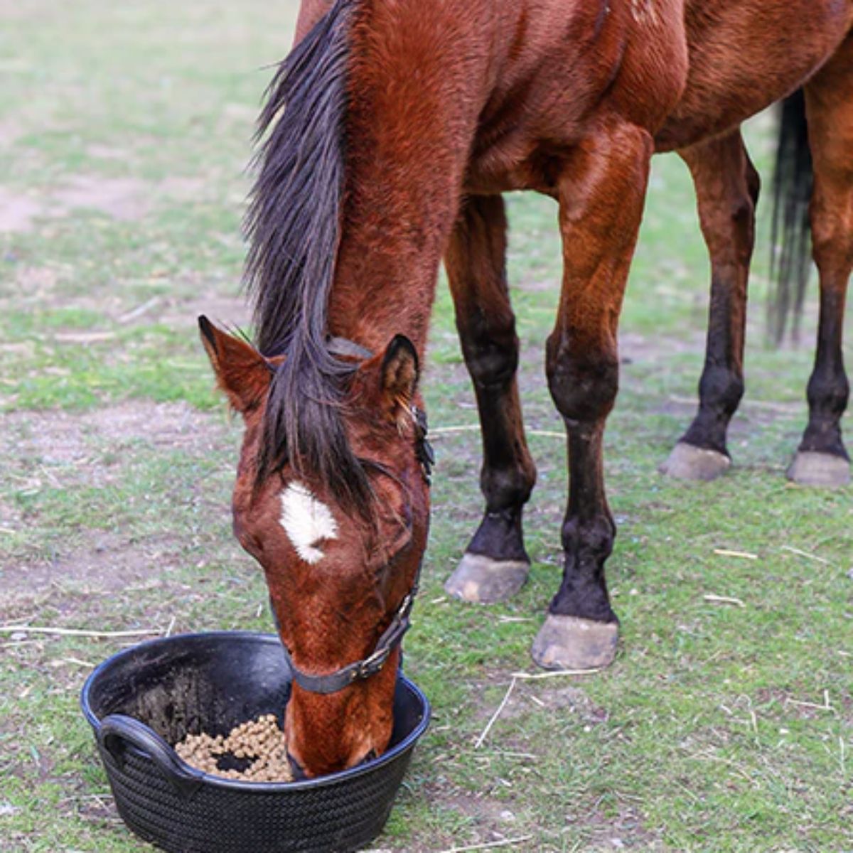 Livestock & Horse Feed & Supplements