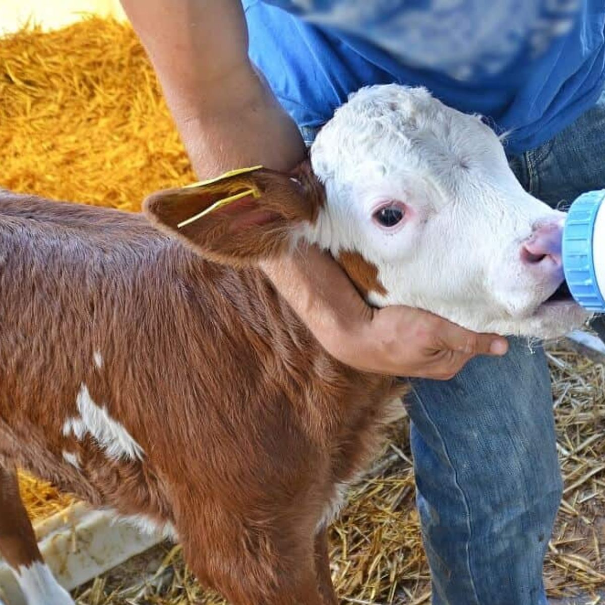 Milk Replacers