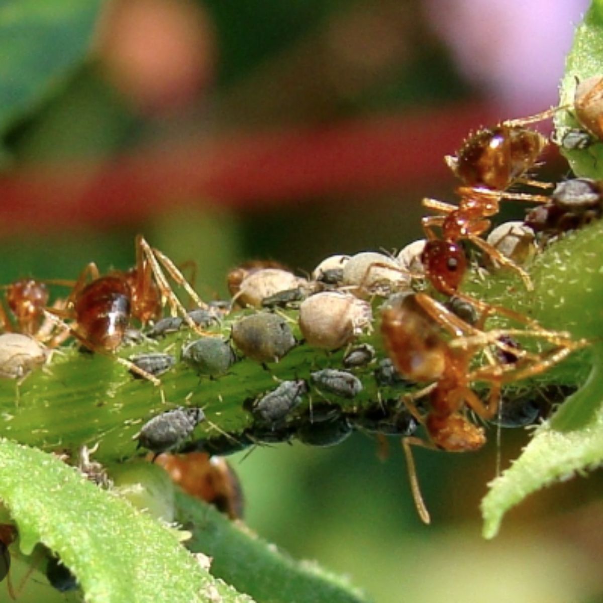 Pest & Weed Control