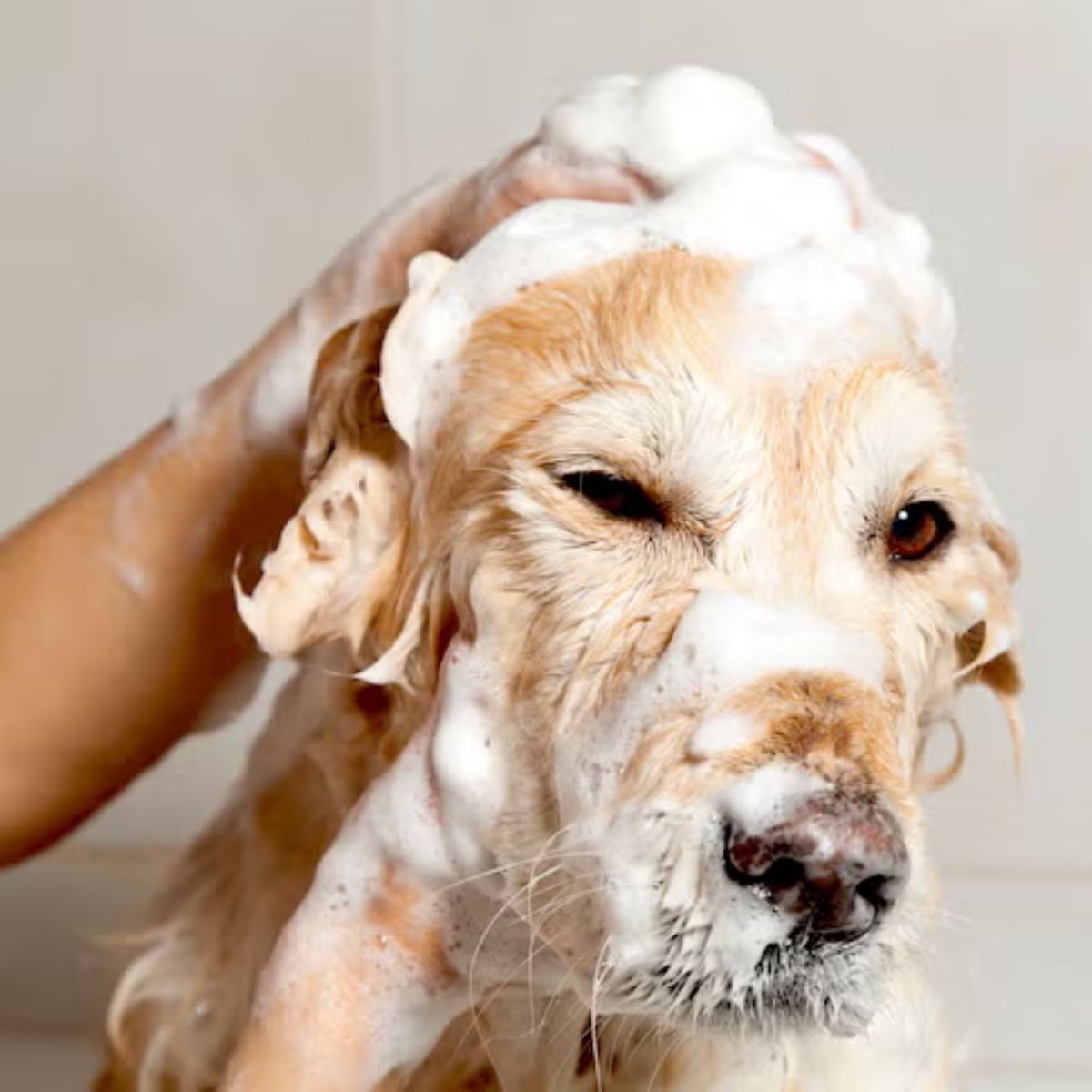 Pet Care & Supplies