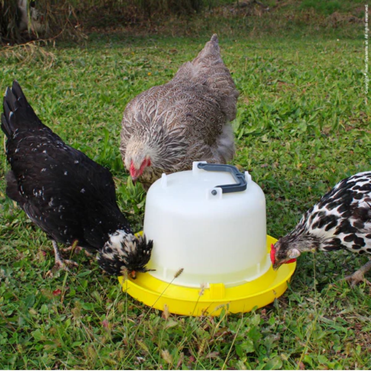 Poultry Equipment