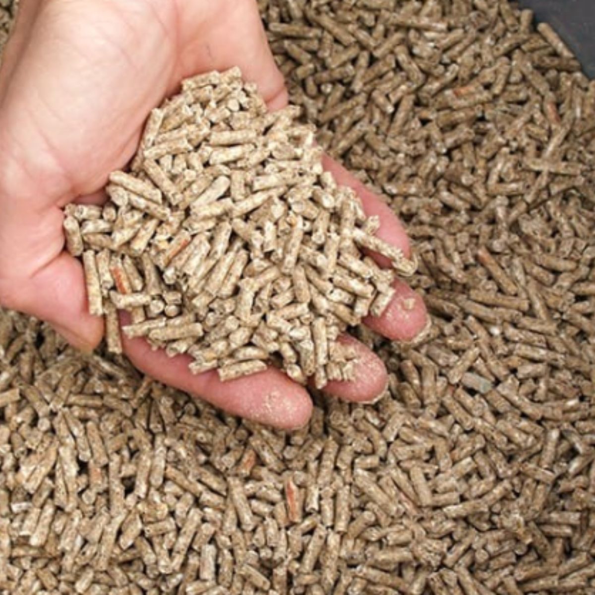 Poultry Feed