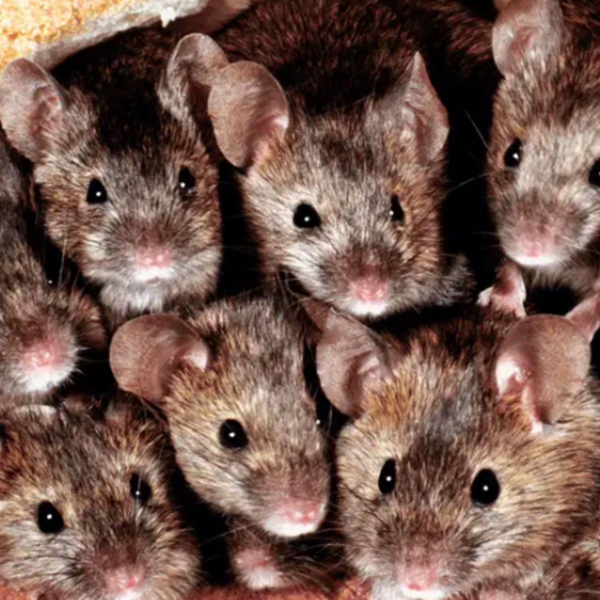 Rodent & Pest Control