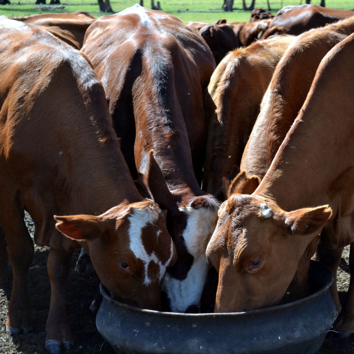Animal Feed Supplements