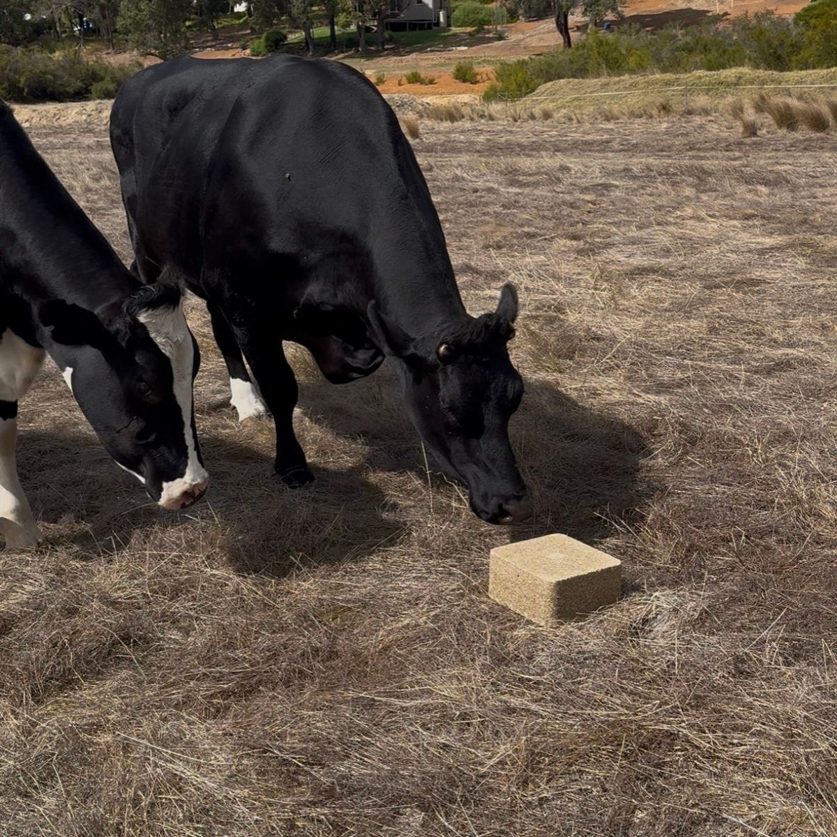 Animal Feed & Nutrition