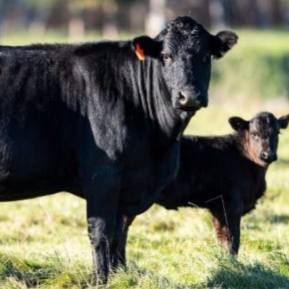 Animal Health