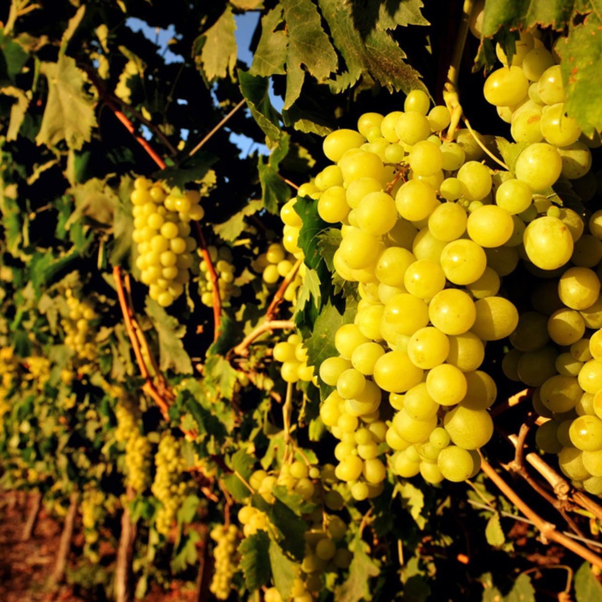 Viticulture