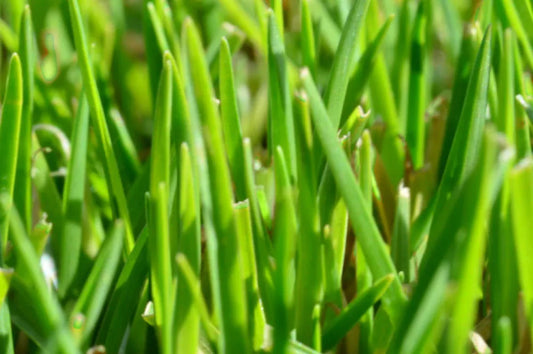 Kenda Kikuyu Turf
